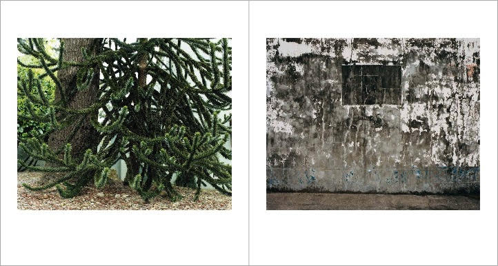 写真集「Monkey Puzzle」2015年/Nazraeli Press